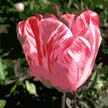 Stripy Wiltshire tulip