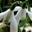 Cotswold snowdrops