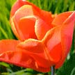 Welsh tulip