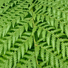 Cornish fern