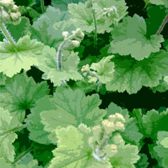 Ashton Court Heuchera