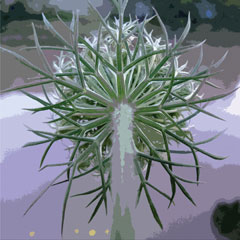 Chocolate path seed head