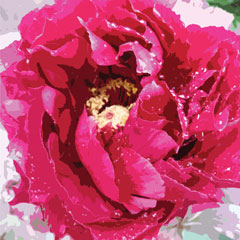 Dunster peony