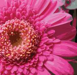 C5 Birthday gerbera