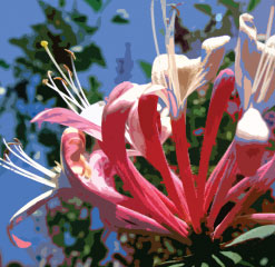 D1 Harbourside honeysuckle