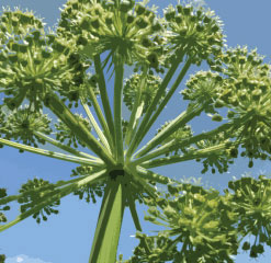 D3 Angelica in Devon