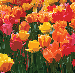 F3 Luminous tulips