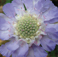 A6 Axminster scabious