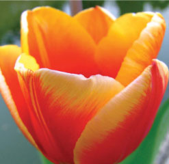 B1 Poolside tulip