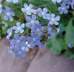 B2 Forget-me-nots