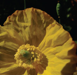 C6 Rutland Welsh poppy