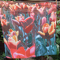 SF10 Wiltshire tulips.jpg
