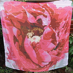 SF4 Dunster peony.jpg