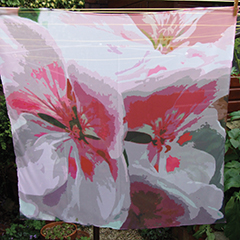 SF6 Pink pelargonium.jpg