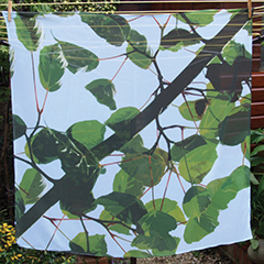 SF7 Red-stemmed maple.jpg