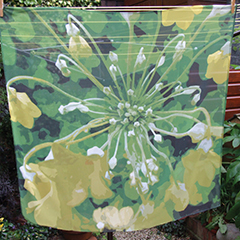 SF8 Candelabra primula.jpg